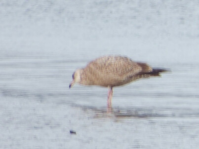 Thumbnail of American Herring Gull